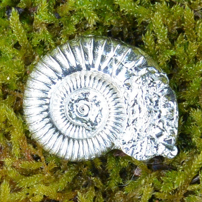 Ammonite Brooch (Fossil Cast), Handcast Pewter, Polished Finish