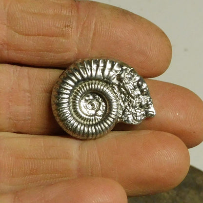 Ammonite Brooch (Fossil Cast), Handcast Pewter, Polished Finish