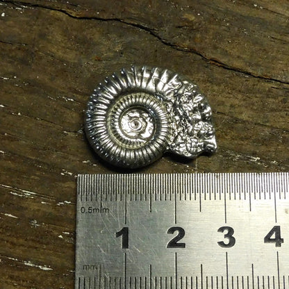 Ammonite Brooch (Fossil Cast), Handcast Pewter, Polished Finish